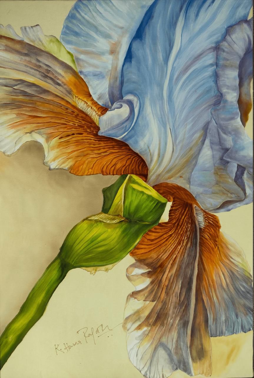 Blue and copper iris